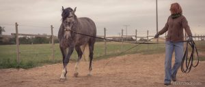 20150907Geli Pferd 1 Therapie 22-2