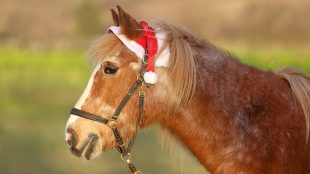 Frohe Weihnachten wünscht Masha, der 33-jährige Haflinger meiner Freunde Kristina und Joachim Pelikan.