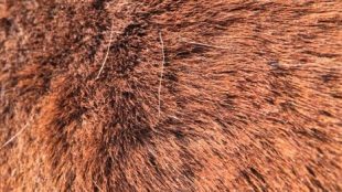 Mayas Winterplüsch im beginnenden Fellwechsel: Erst fallen einzelne Haare aus, später sind es ganze Haarplatten. Foto: FREUNDPFERD